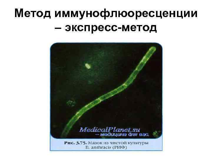 Метод иммунофлюоресценции – экспресс-метод 