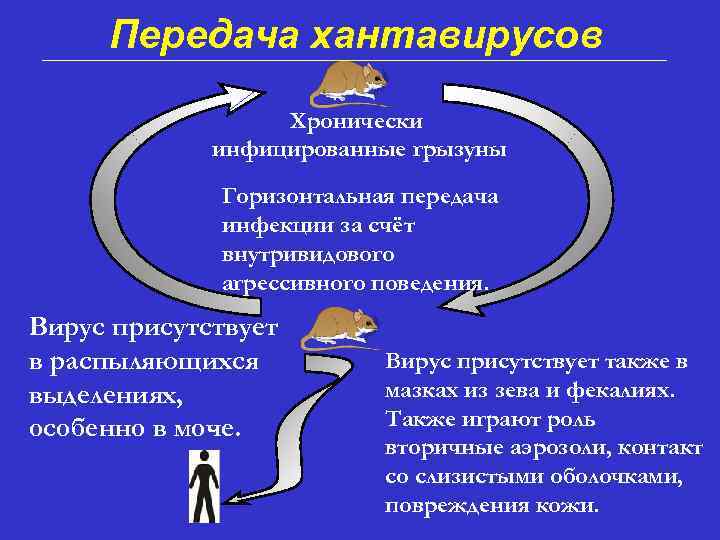 Передача хантавирусов Хронически инфицированные грызуны Горизонтальная передача инфекции за счёт внутривидового агрессивного поведения. Вирус