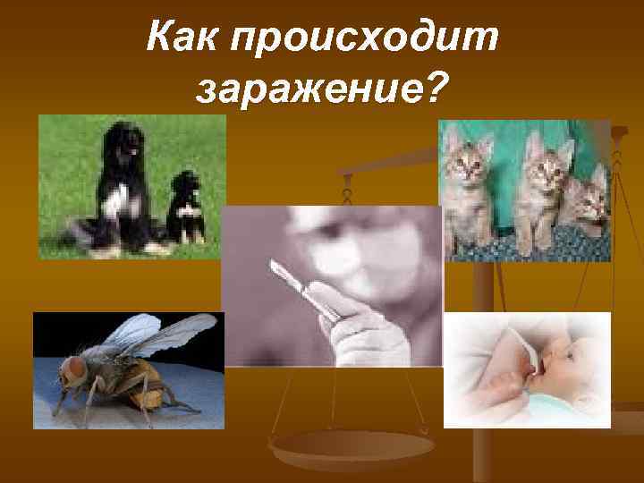 Как происходит заражение? 