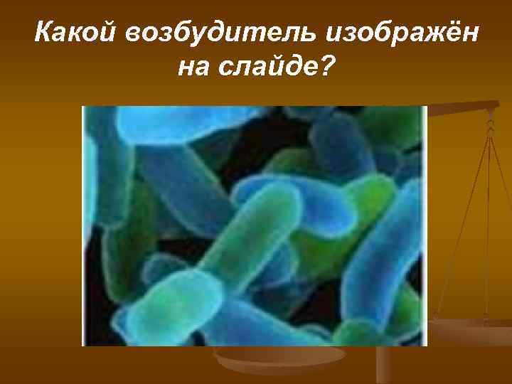 Какой возбудитель изображён на слайде? 