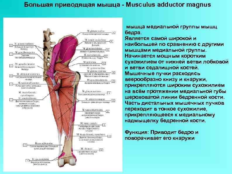 Приводящие мышцы это какие. Мышцы Adductor Magnus бедра. Приводящая мышца функции. Иннервация приводящих мышц. Иннервация большой приводящей мышцы.