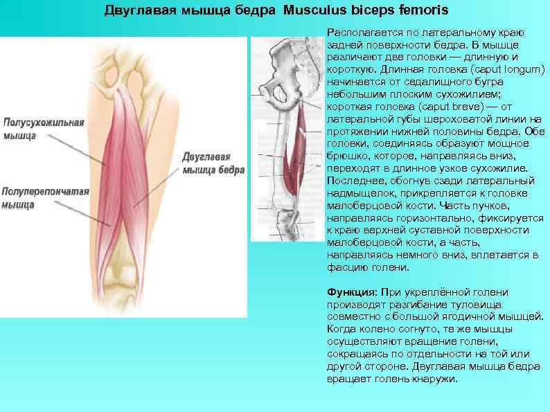 Двуглавая мышца бедра Musculus biceps femoris Располагается по латеральному краю задней поверхности бедра. В