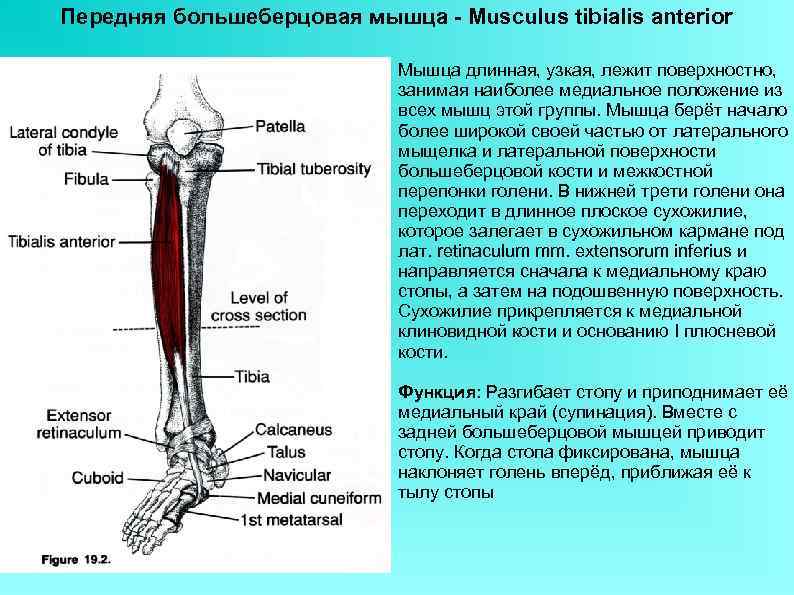 Передняя большеберцовая мышца - Musculus tibialis anterior Мышца длинная, узкая, лежит поверхностно, занимая наиболее