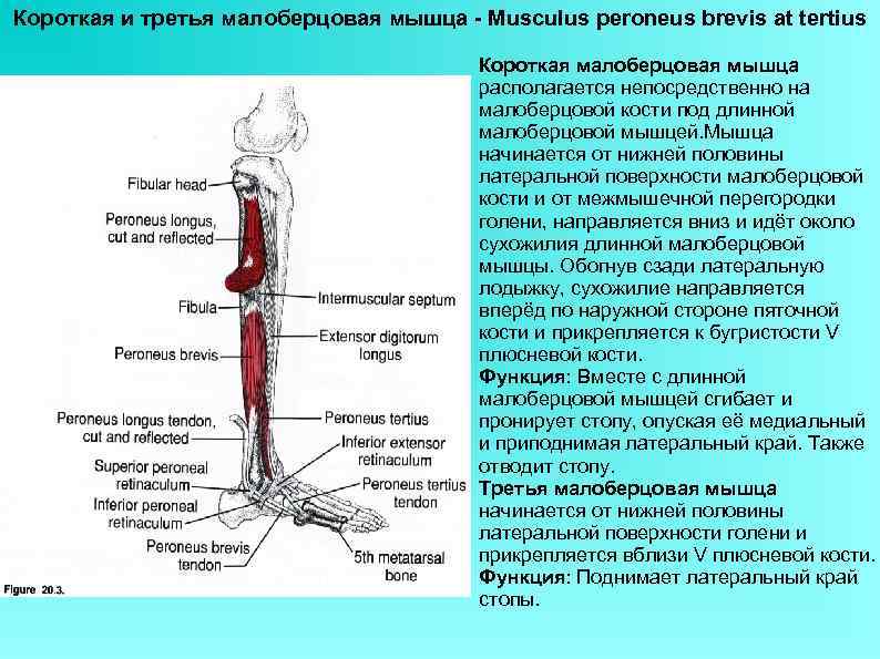 Короткая и третья малоберцовая мышца - Musculus peroneus brevis at tertius Короткая малоберцовая мышца