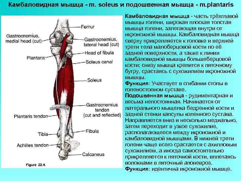 Камбаловидная мышца - m. soleus и подошвенная мышца - m. plantaris Камбаловидная мышца -