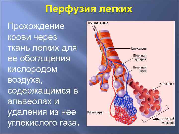Перфузия легких Прохождение крови через ткань легких для ее обогащения кислородом воздуха, содержащимся в