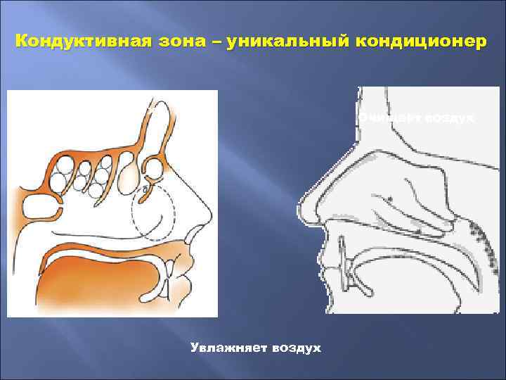 Кондуктивная зона – уникальный кондиционер Согревает воздух Очищает воздух Увлажняет воздух 