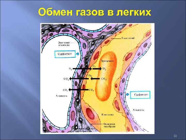 Обмен газов в легких 22 