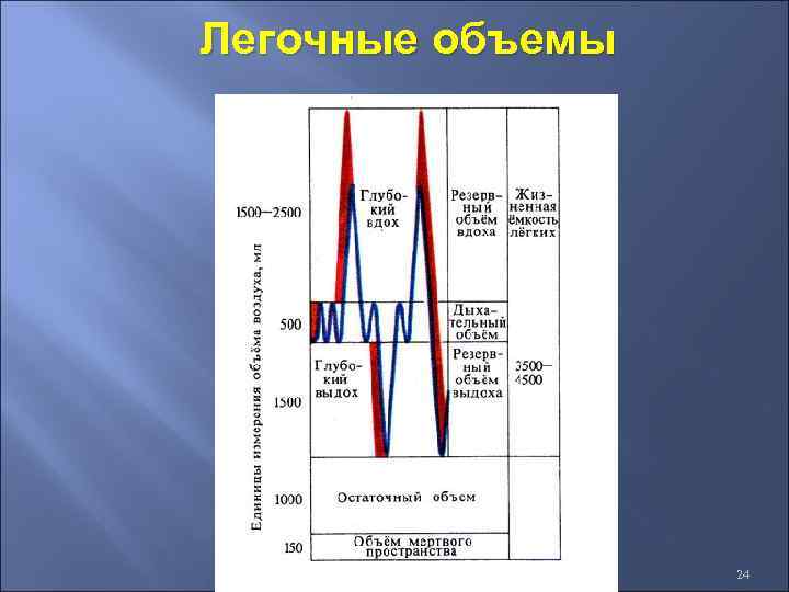 Легочные объемы 24 