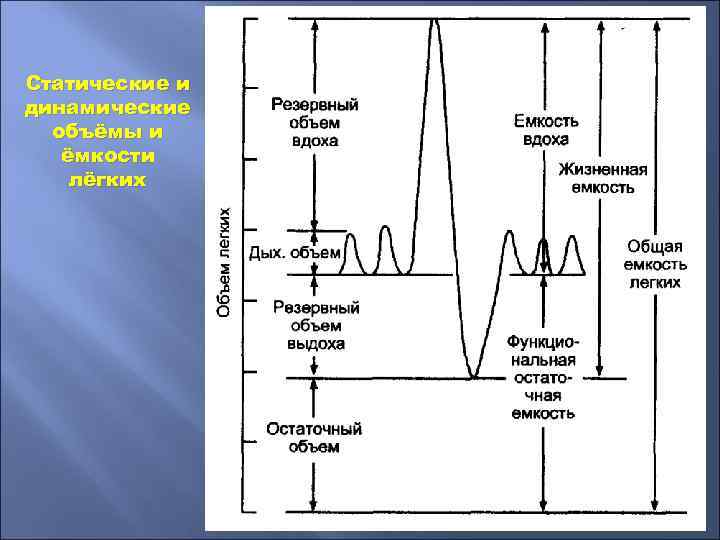 Статические и динамические объёмы и ёмкости лёгких 