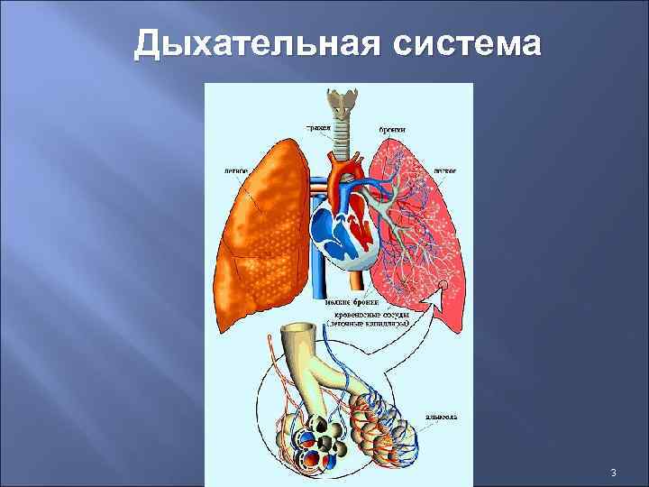 Схемы основных дыхательных шумов