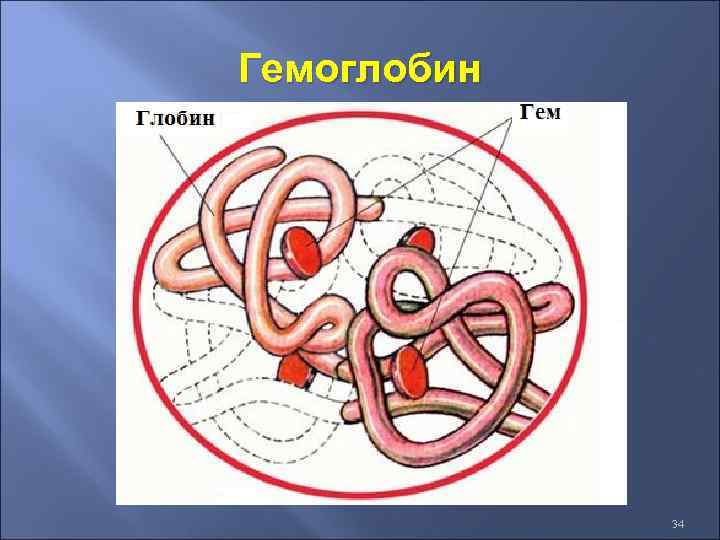 Гемоглобин 34 