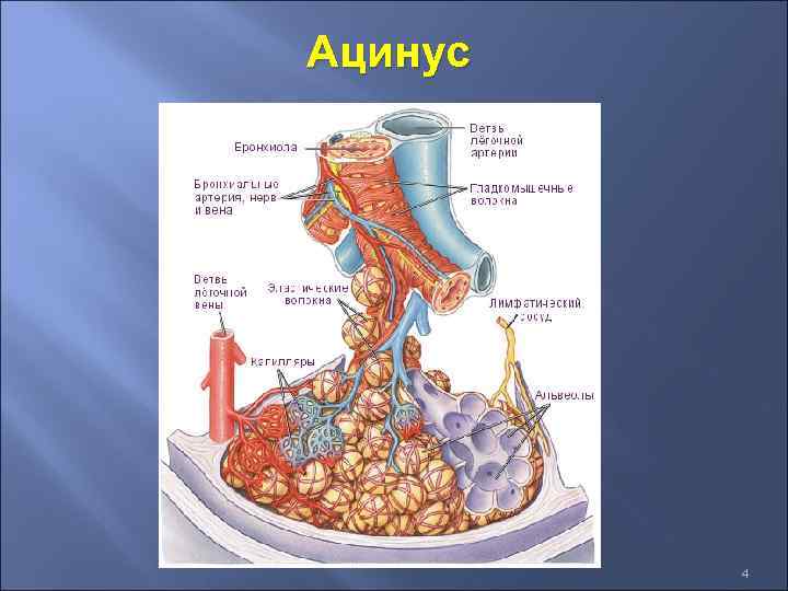 Ацинус 4 