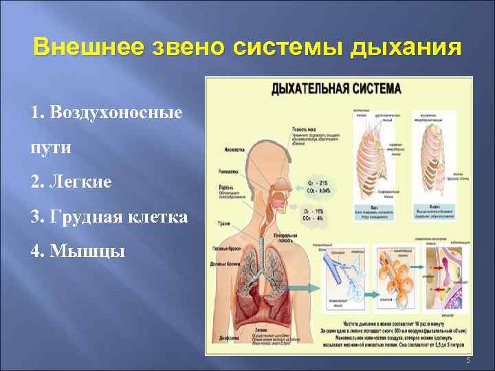 Внешнее дыхание картинка