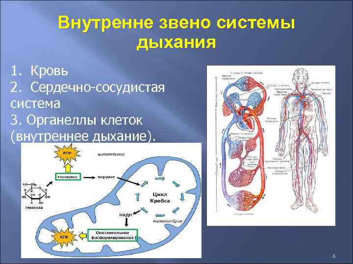 На рисунке изображена схема регуляции дыхания человека какое общее свойство живых систем