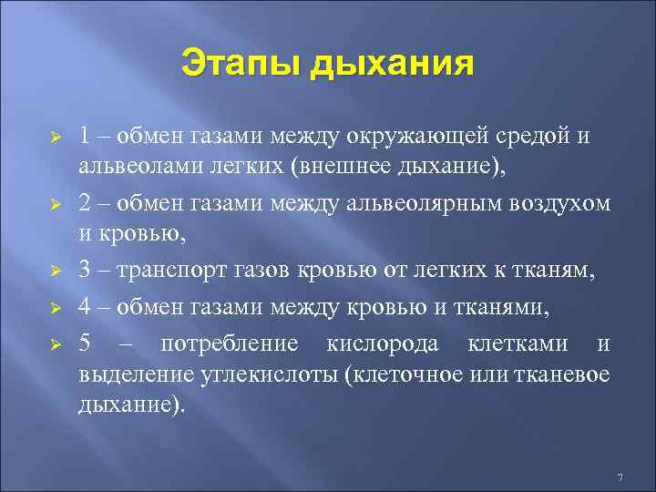Этапы дыхания Ø Ø Ø 1 – обмен газами между окружающей средой и альвеолами