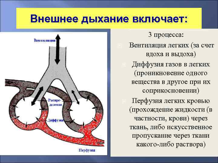 Диффузия в дыхании. Внешнее дыхание включает. Внешнее дыхание определяют процессы. Процесс внешнего дыхания. Внешнее дыхание вентиляция.