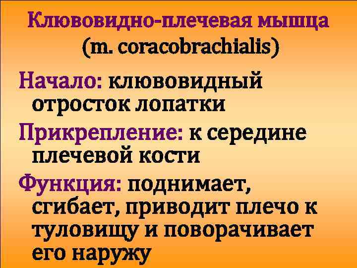 Клювовидно-плечевая мышца (m. coracobrachialis) Начало: клювовидный отросток лопатки Прикрепление: к середине плечевой кости Функция: