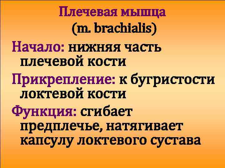 Плечевая мышца (m. brachialis) Начало: нижняя часть плечевой кости Прикрепление: к бугристости локтевой кости