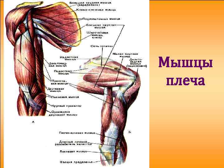 Мышцы плеча 