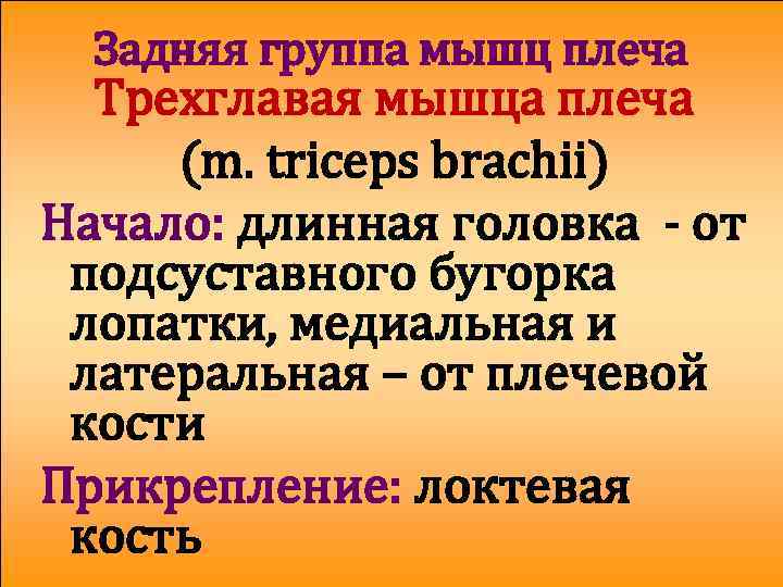 Задняя группа мышц плеча Трехглавая мышца плеча (m. triceps brachii) Начало: длинная головка -