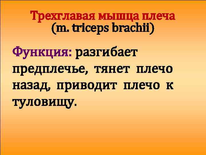 Трехглавая мышца плеча (m. triceps brachii) Функция: разгибает предплечье, тянет плечо назад, приводит плечо