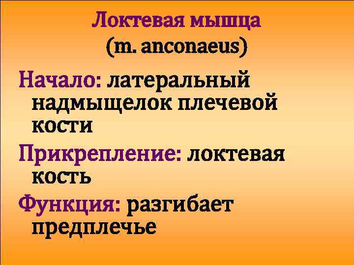 Локтевая мышца (m. anconaeus) Начало: латеральный надмыщелок плечевой кости Прикрепление: локтевая кость Функция: разгибает