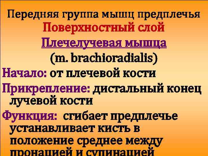 Передняя группа мышц предплечья Поверхностный слой Плечелучевая мышца (m. brachioradialis) Начало: от плечевой кости