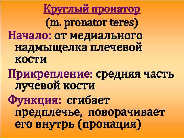 Круглый пронатор (m. pronator teres) Начало: от медиального надмыщелка плечевой кости Прикрепление: средняя часть