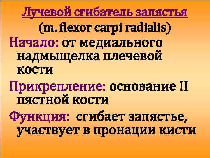 Лучевой сгибатель запястья (m. flexor carpi radialis) Начало: от медиального надмыщелка плечевой кости Прикрепление: