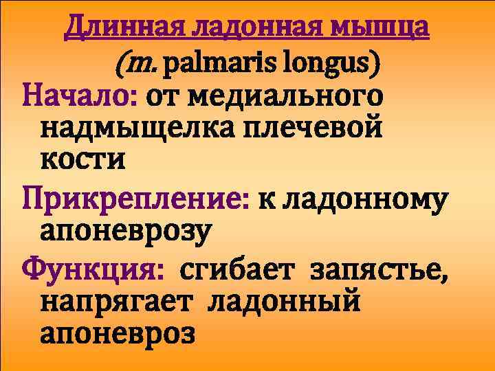 Длинная ладонная мышца (m. palmaris longus) Начало: от медиального надмыщелка плечевой кости Прикрепление: к