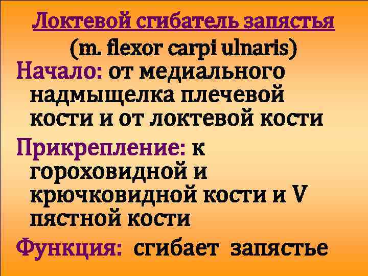 Локтевой сгибатель запястья (m. flexor carpi ulnaris) Начало: от медиального надмыщелка плечевой кости и