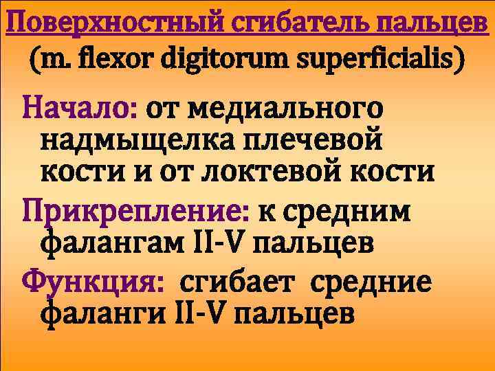 Поверхностный сгибатель пальцев (m. flexor digitorum superficialis) Начало: от медиального надмыщелка плечевой кости и