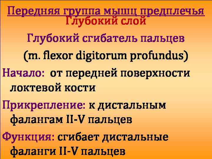 Передняя группа мышц предплечья Глубокий слой Глубокий сгибатель пальцев (m. flexor digitorum profundus) Начало: