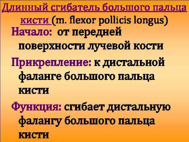 Длинный сгибатель большого пальца кисти (m. flexor pollicis longus) Начало: от передней поверхности лучевой