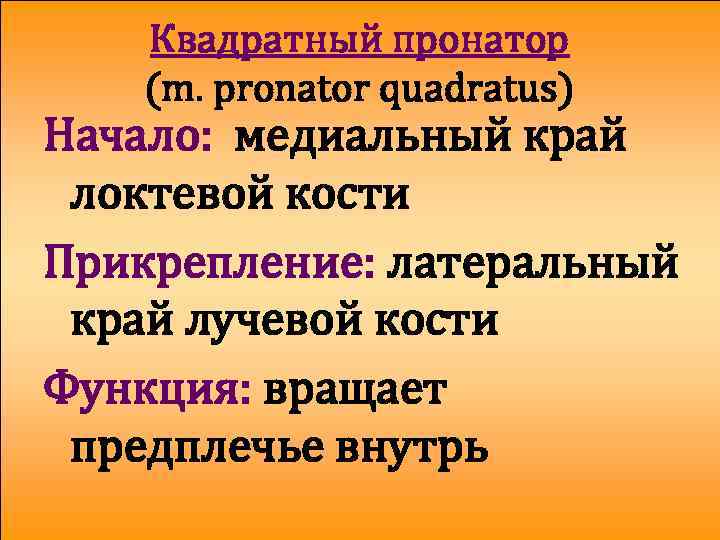 Квадратный пронатор (m. pronator quadratus) Начало: медиальный край локтевой кости Прикрепление: латеральный край лучевой