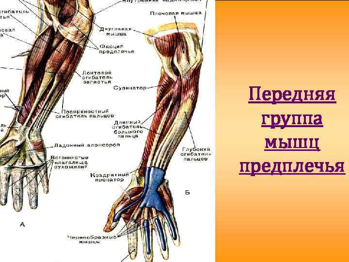 Передняя группа мышц предплечья 