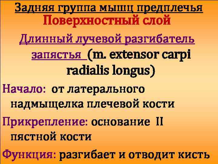 Задняя группа мышц предплечья Поверхностный слой Длинный лучевой разгибатель запястья (m. extensor carpi radialis