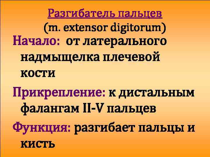 Разгибатель пальцев (m. extensor digitorum) Начало: от латерального надмыщелка плечевой кости Прикрепление: к дистальным