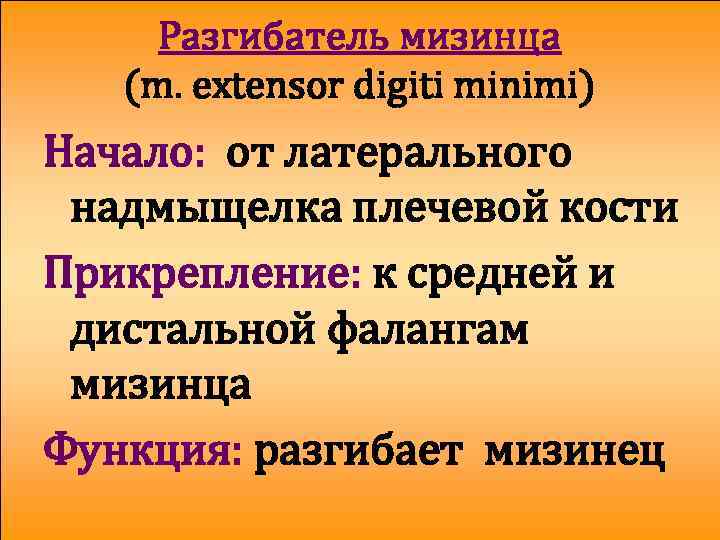 Разгибатель мизинца (m. extensor digiti minimi) Начало: от латерального надмыщелка плечевой кости Прикрепление: к