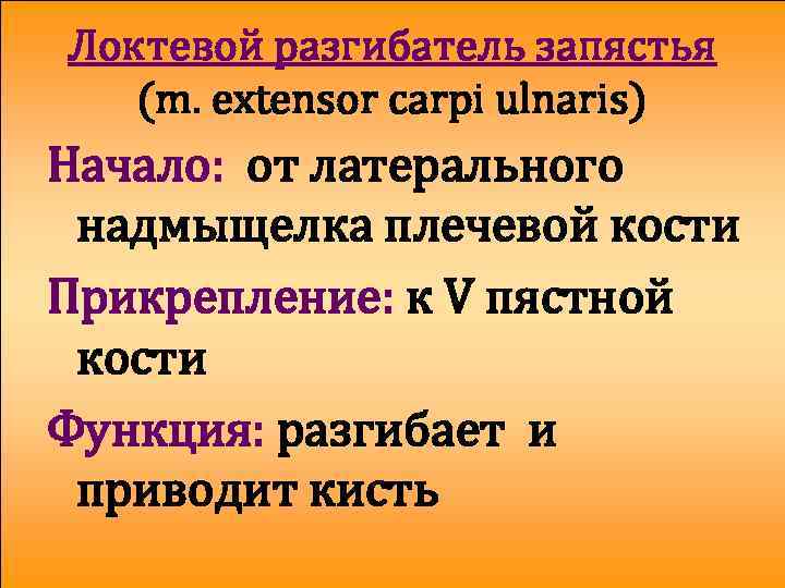 Локтевой разгибатель запястья (m. extensor carpi ulnaris) Начало: от латерального надмыщелка плечевой кости Прикрепление: