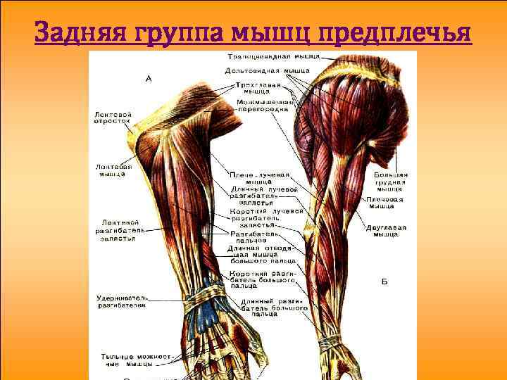 Задняя группа мышц предплечья 