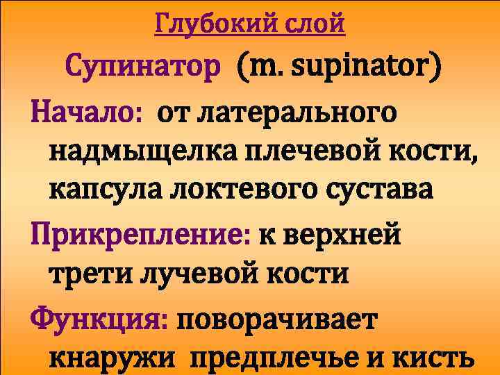 Глубокий слой Супинатор (m. supinator) Начало: от латерального надмыщелка плечевой кости, капсула локтевого сустава