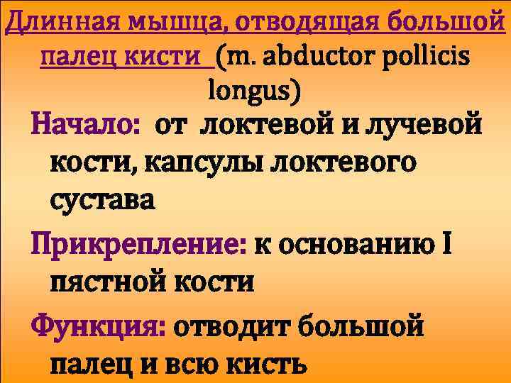 Длинная мышца, отводящая большой палец кисти (m. abductor pollicis longus) Начало: от локтевой и