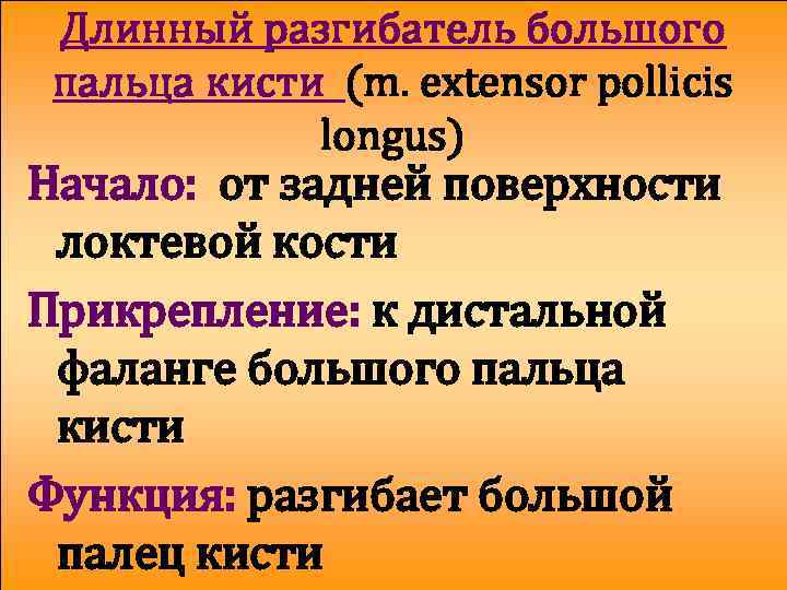 Длинный разгибатель большого пальца кисти (m. extensor pollicis longus) Начало: от задней поверхности локтевой