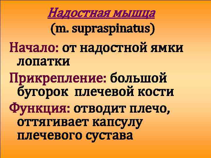 Надостная мышца (m. supraspinatus) Начало: от надостной ямки лопатки Прикрепление: большой бугорок плечевой кости