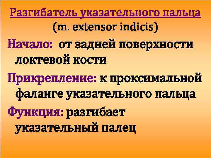 Разгибатель указательного пальца (m. extensor indicis) Начало: от задней поверхности локтевой кости Прикрепление: к