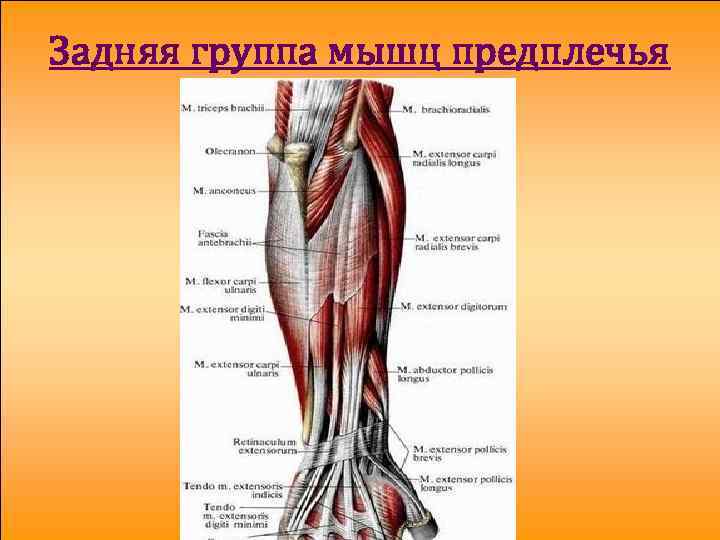 Задняя группа мышц предплечья 