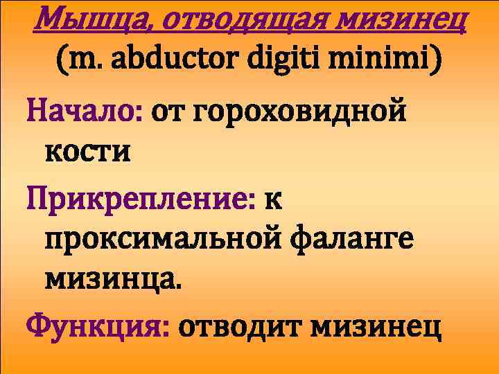 Мышца, отводящая мизинец (m. abductor digiti minimi) Начало: от гороховидной кости Прикрепление: к проксимальной