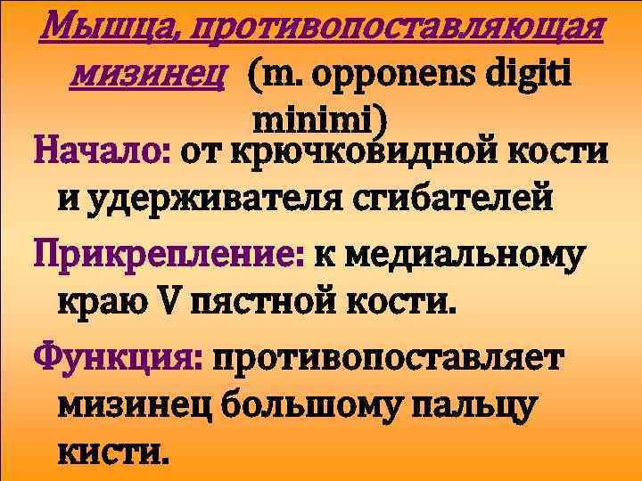 Мышца, противопоставляющая мизинец (m. opponens digiti minimi) Начало: от крючковидной кости и удерживателя сгибателей